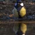 Kohlmeise (parus major) am Vogelbad