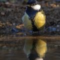 Kohlmeise (parus major) am Vogelbad