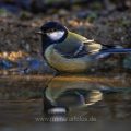 Kohlmeise (parus major) am Vogelbad
