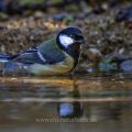 Kohlmeise (parus major) am Vogelbad