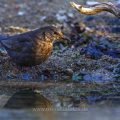 Amsel (Turdus merula) Weibchen