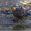 Amsel (Turdus merula) Weibchen