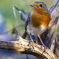 Rotkehlchen (Erithacus rubecula)