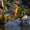 Rotkehlchen (Erithacus rubecula)