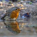 Rotkehlchen (Erithacus rubecula)