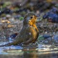 Rotkehlchen (Erithacus rubecula)