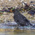 Amsel (Turdus merula) Männchen