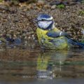 Blaumeise (Parus caeruleus) badend