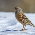 Alpenbraunelle (Prunella collaris)