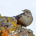 Alpenbraunelle (Prunella collaris)
