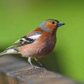 Buchfink (Fringilla coelebs) Männchen