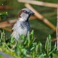 Haussperling (Passer domesticus) Männchen