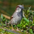 Haussperling (Passer domesticus) Männchen