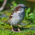 Haussperling (Passer domesticus) Männchen