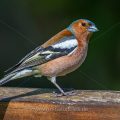 Buchfink (Fringilla coelebs) Männchen