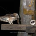 Schleiereule (Tyto alba) am Nistkasten (DC-Digitale Komposition mit zwei Bildern)