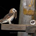 Schleiereule (Tyto alba) am Nistkasten (DC-Digitale Komposition mit zwei Bildern)