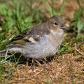 Buchfink (Fringilla coelebs) Jungvogel