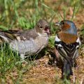 Buchfink (Fringilla coelebs) Männchen füttert Jungvogel
