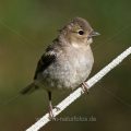 Buchfink (Fringilla coelebs) Jungvogel