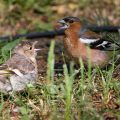 Buchfink (Fringilla coelebs) Männchen füttert Jungvogel