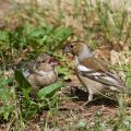 Buchfink (Fringilla coelebs) Weibchen füttert Jungvogel
