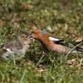 Buchfink (Fringilla coelebs) Männchen füttert Jungvogel