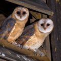 Schleiereule (Tyto alba) flügge Junge