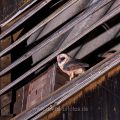 Schleiereule (Tyto alba) flügge Junge