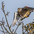 Turmfalke (Falco tinnunculus) Männchen