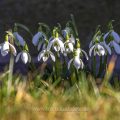 Schneeglöckchen (Galanthus nivalis)