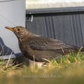 Amsel (Turdus merula) Weibchen