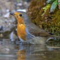 Rotkehlchen (Erithacus rubecula)