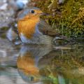 Rotkehlchen (Erithacus rubecula)