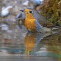 Rotkehlchen (Erithacus rubecula)
