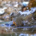 Rotkehlchen (Erithacus rubecula)