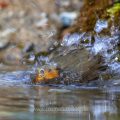 Rotkehlchen (Erithacus rubecula)
