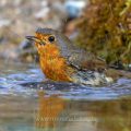 Rotkehlchen (Erithacus rubecula)