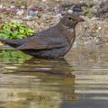 Amsel (Turdus merula) Weibchen