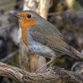 Rotkehlchen (Erithacus rubecula)