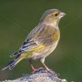Grünfink (Carduelis chloris) Weibchen