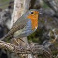 Rotkehlchen (Erithacus rubecula)