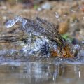 Rotkehlchen (Erithacus rubecula)
