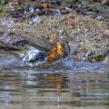 Rotkehlchen (Erithacus rubecula)