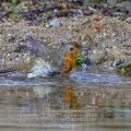 Rotkehlchen (Erithacus rubecula)