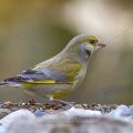 Grünfink (Carduelis chloris) mit Zecke