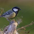 Kohlmeise (parus major)
