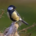 Kohlmeise (parus major)