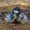 Kohlmeise (parus major) nach dem baden