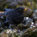Amsel (Turdus merula) Männchen